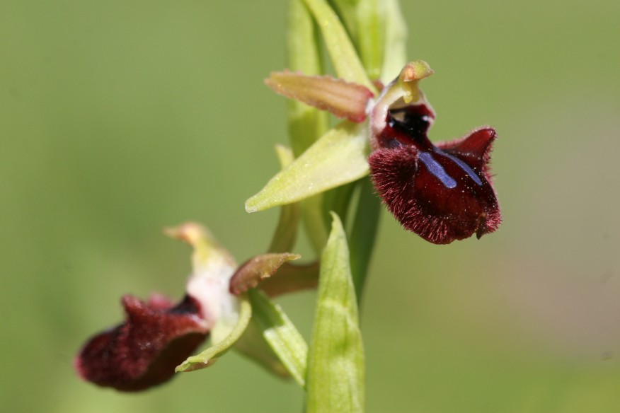 Ophrys garganica , O. incubacea e...